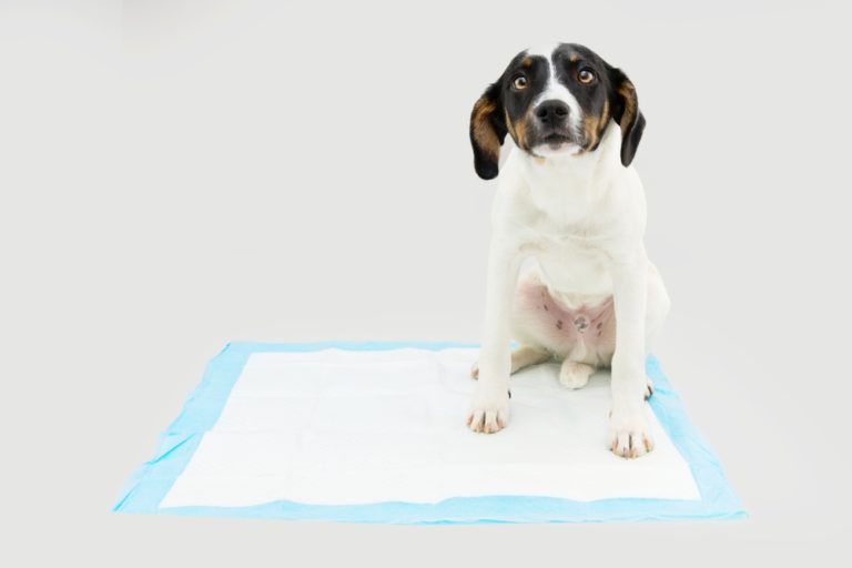 Cachorro filhote porte médio nas cores branca, com preto e marrom em cima de um tapete higiênico.